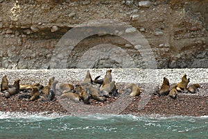 Lobo marino peruano Arctophoca australis ssp photo