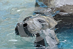 Lobo marino sudamericano Otaria flavescens photo