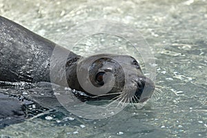 Lobo marino sudamericano Otaria flavescens photo