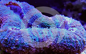 Lobophyllia Brain LPS Coral in reef aquarium tank