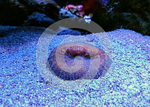 Lobophyllia Brain LPS Coral in reef aquarium tank