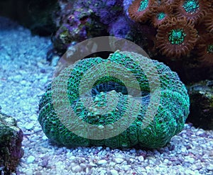 Lobophyllia Brain LPS Coral in reef aquarium tank