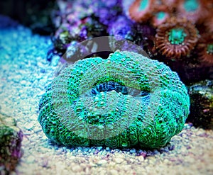 Lobophyllia Brain LPS Coral in reef aquarium tank