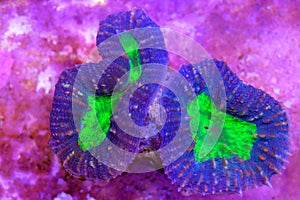 Lobophyllia Brain LPS Coral in reef aquarium tank