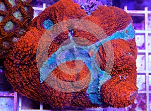 Lobophyllia Brain LPS Coral in reef aquarium tank