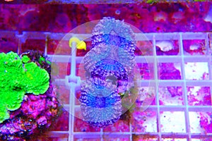 Lobophyllia Brain LPS Coral in reef aquarium tank