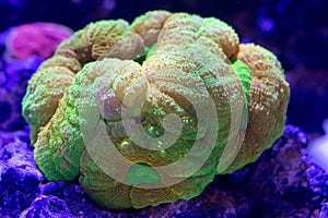 Lobophyllia Colony