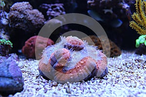 Lobophyllia LPS coral