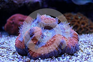 Lobophyllia LPS coral