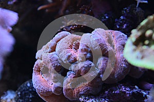 Lobophyllia LPS coral