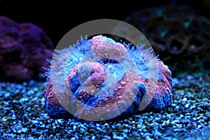 Lobophyllia LPS coral