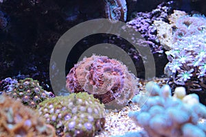 Lobophyllia LPS coral