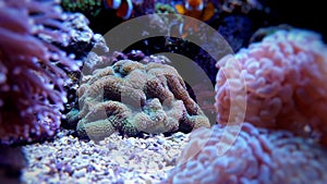 Lobophyllia LPS coral