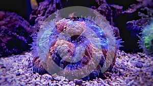 Lobophyllia LPS coral