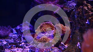 Lobophyllia LPS lobed brain coral, fluorescent animal polyp open in strong flow, demanding pet for experienced aquarist, LED