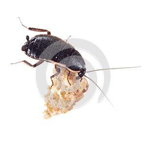 Loboptera decipiens. Small, black European cockroach. With crumb isolated on white.