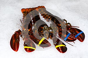 Lobster