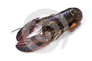 Lobster