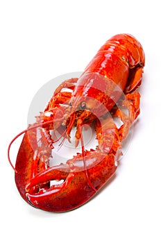 Lobster