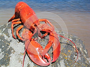 Lobster photo