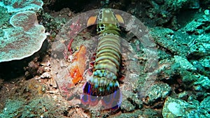 Lobster also known as langouste in the coral reef in the Bali Island Indonesia