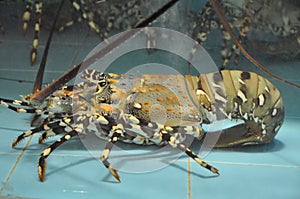 Lobster in aquarium