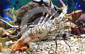 Lobster in aquarium