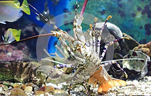 Lobster in aquarium