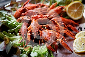 A lobster on a big Golden platter. Scatter the lemon and the Bay leaf. Restaurant food.A lobster on a silver metal plate