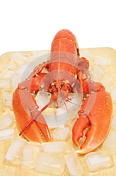 Lobster on a board with ice