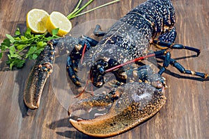 Lobster. Bogavante. Delicious seafood from Galician coast photo