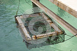 Lobster Cage