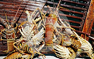 Lobster catching in Cuba