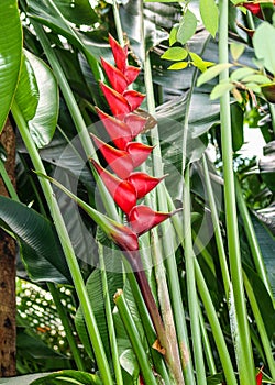 Lobster Claw Bloom Heliconia