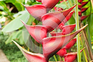 Lobster Claw flower