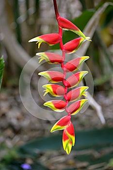 Lobster Claw flowers