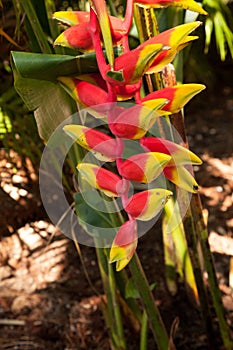 Lobster claw heliconia also known as Heliconia rostrata is a tropical plant