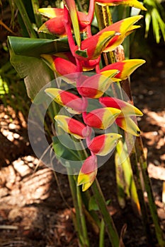 Lobster claw heliconia also known as Heliconia rostrata is a tropical plant
