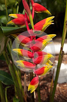 Lobster claw heliconia also known as Heliconia rostrata is a tropical plant