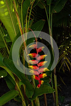 Lobster claw heliconia Heliconia rostrata red and yellow flower