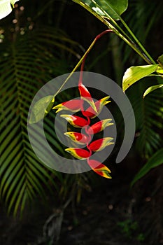 Lobster claw heliconia Heliconia rostrata red and yellow flower