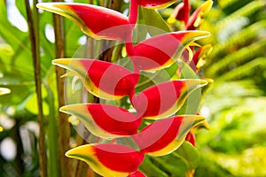 Lobster claw, Heliconia Rostrata flower. Heliconia rostrata, the hanging lobster claw or false bird of paradise.