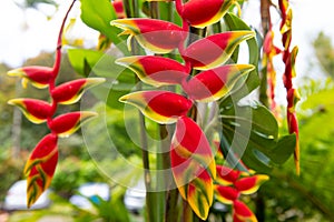 Lobster claw, Heliconia Rostrata flower. Heliconia rostrata, the hanging lobster claw or false bird of paradise. Blossom