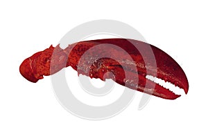 Lobster claw isolated on white