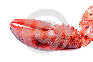 Lobster claw isolated on white background