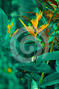 Lobster-claws or Heliconia flowe.  orange flower with tropical green leaves on background