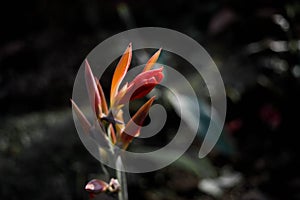 Lobster-claws, Heliconia flowers in the garden. Common names for the genus include Dwarf Jamaican flower