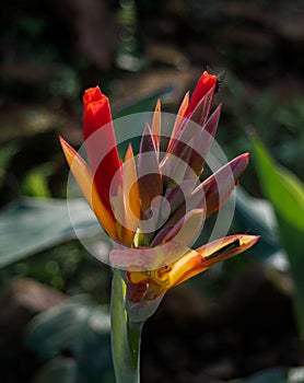 Lobster-claws, Heliconia flowers in the garden. Common names for the genus include Dwarf Jamaican flower