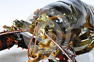 Lobster closeup