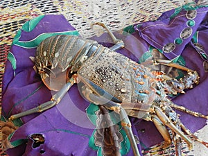 Lobster on the coast of Indian ocean, Socotra island, Yemen